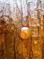 /album/fotogaleria-orgonitos/a100-8019-jpg/